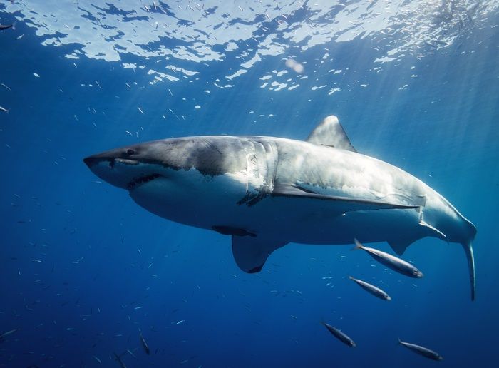 El cambio climático reducirá las especies de peces para capturar