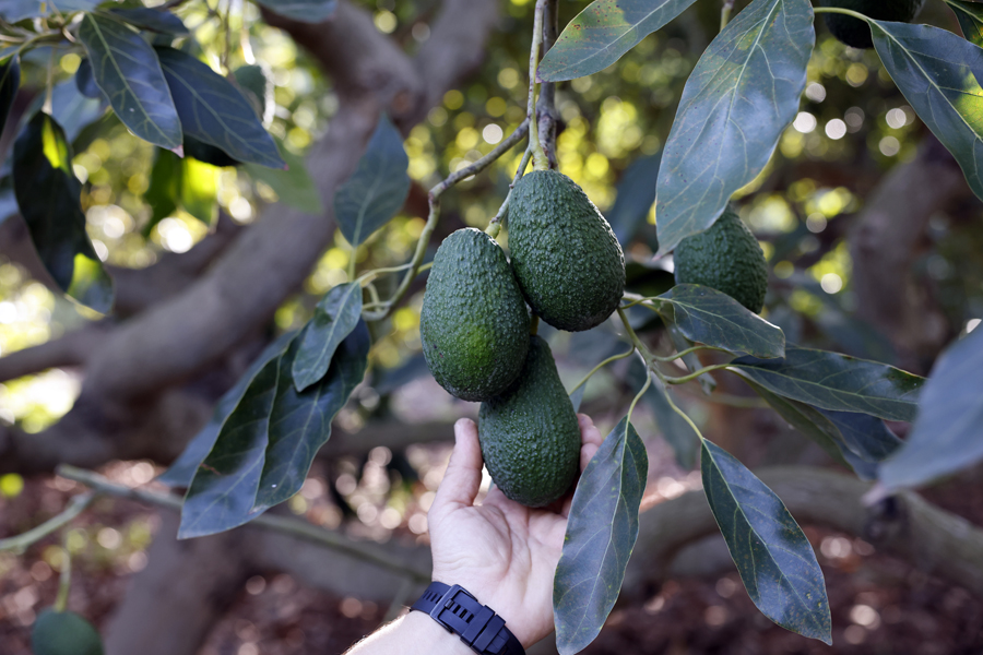 Huella Hídrica del aguacate y Huella de Carbono de TROPS
