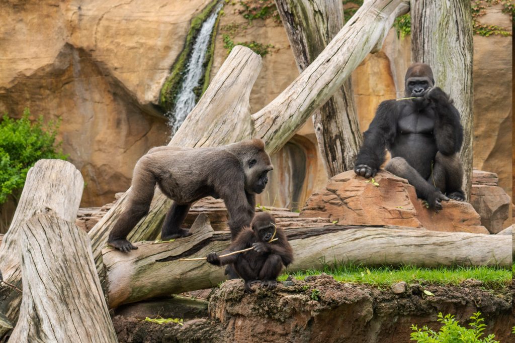 BIOPARC, referente en la conservación del gorila
