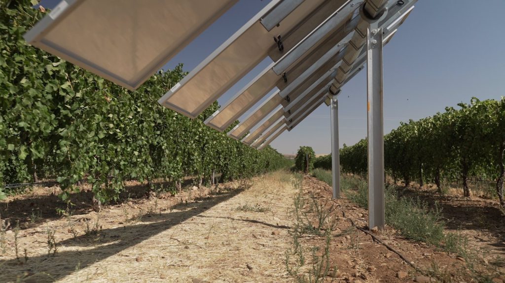Iberdrola pone en marcha para González Byass y Emperador la primera planta agrovoltaica inteligente de España