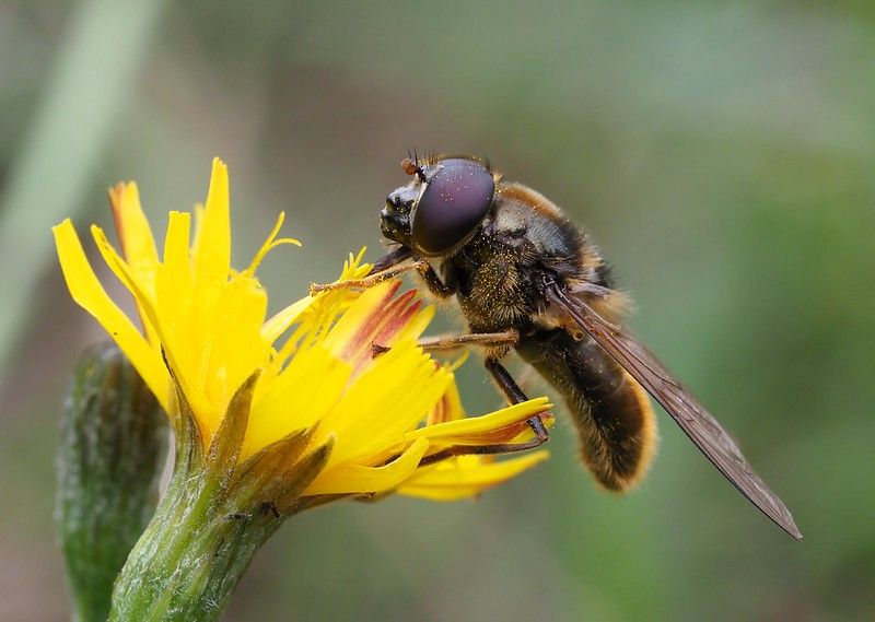 Un 37% de las moscas de las flores se encuentra en peligro de extinción en Europa