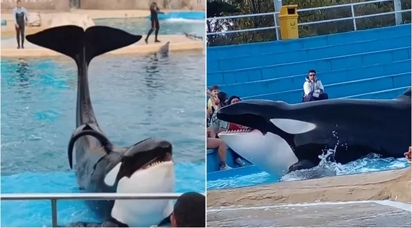 Activistas reclamaron que liberen a la orca de Mundo Marino