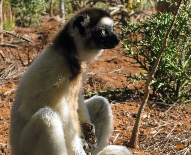 Primates que viven en árboles bajan al suelo por el cambio climático y la deforestación