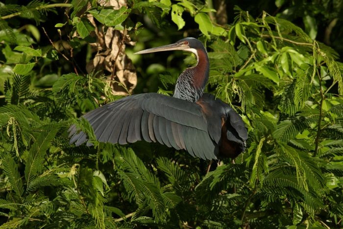 Las aves más peculiares del planeta son las más amenazadas de extinción