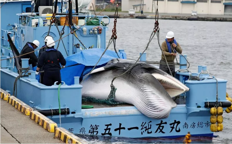 Intentan nuevamente levantar la prohibición de cazar ballenas tras 40 años