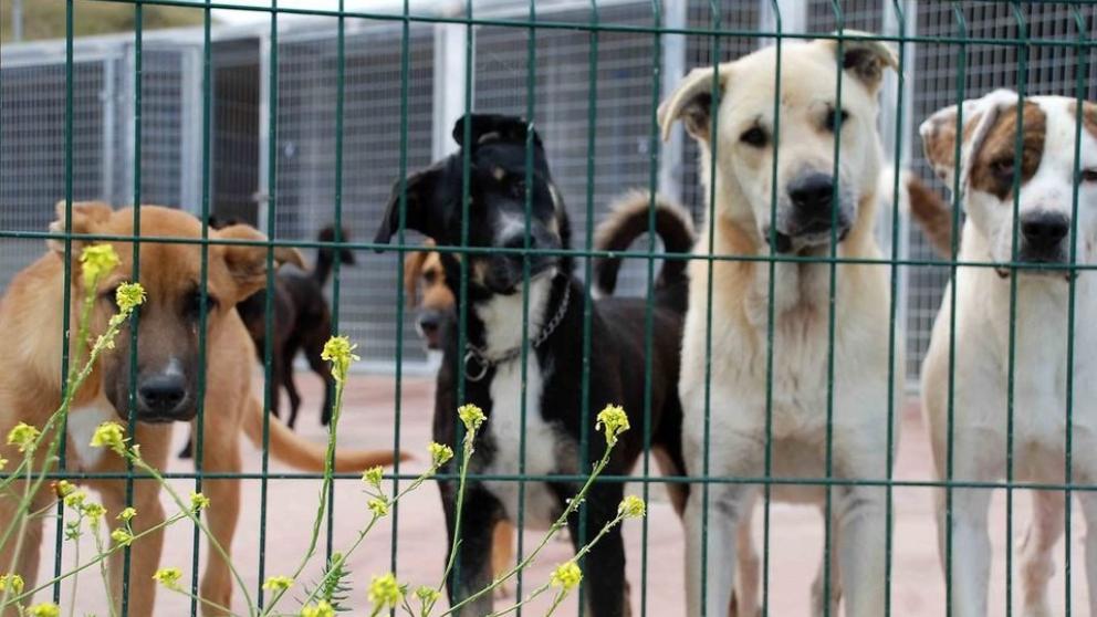 Crowdfunding para trasladar a perros a un refugio que los proteja de las inundaciones
