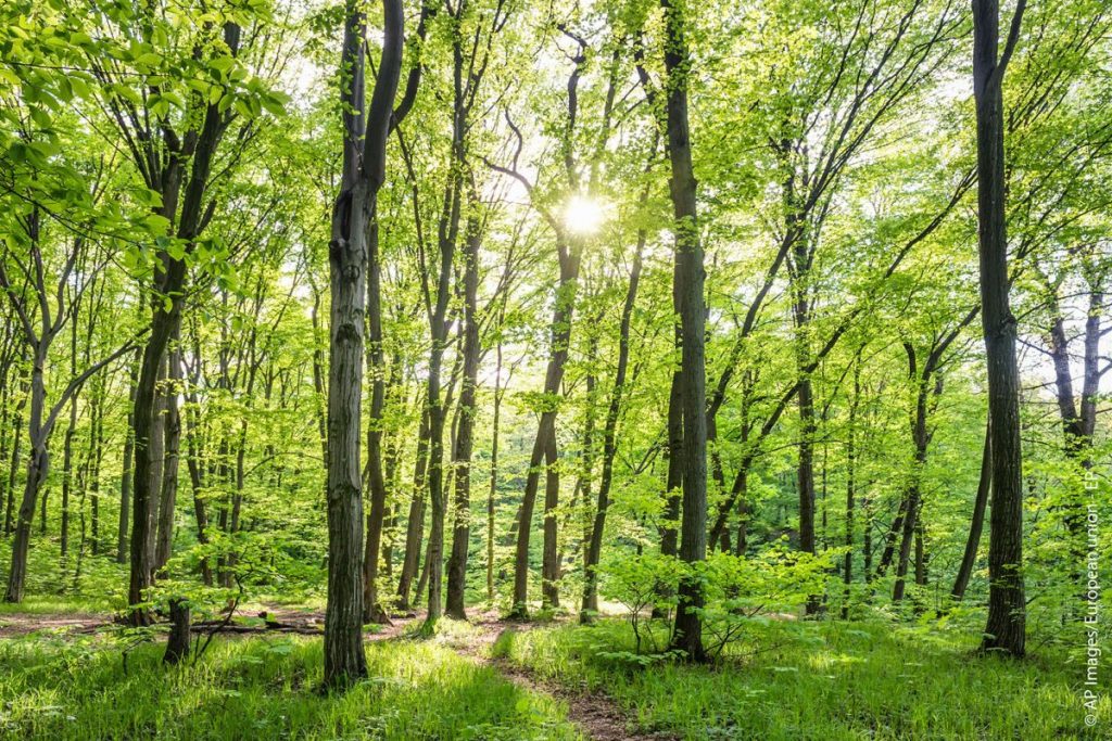 La ONU pide duplicar la inversión en naturaleza en 2025 para hacer frente a las crisis mundiales