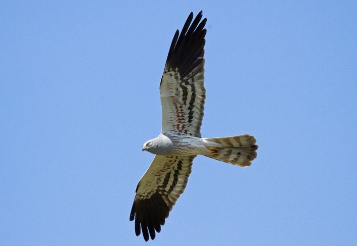 El aguilucho cenizo, elegido Ave del Año 2023 en España por votación popular