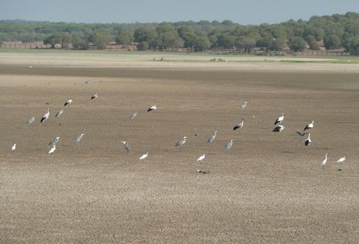 Doñana sufre una regresión sin precedentes en reproducción de aves