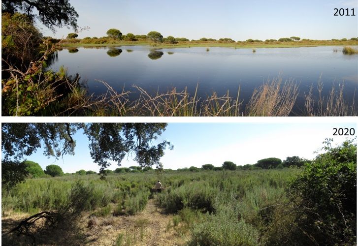 Doñana pierde el 59% de sus lagunas grandes desde al menos 2013