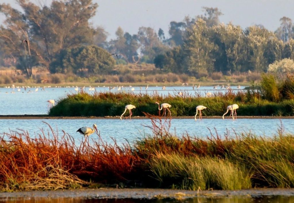 El Gobierno ha cerrado 701 pozos en Doñana de aguas subterráneas «en riesgo»