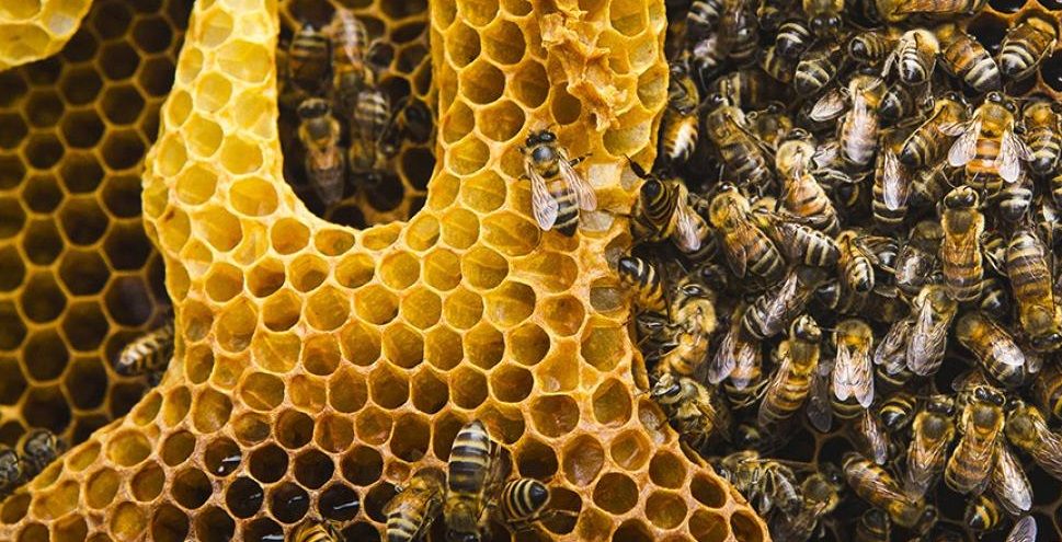 Los cultivos alimentarios depende de polinizadores como las abejas