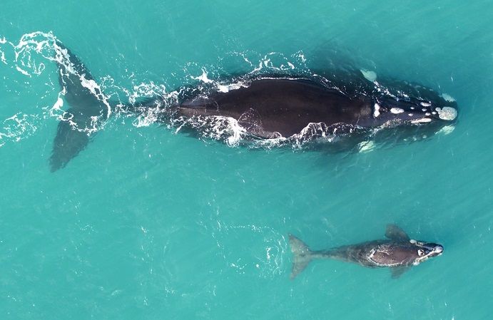La ballena franca austral adelgaza por el calentamiento global