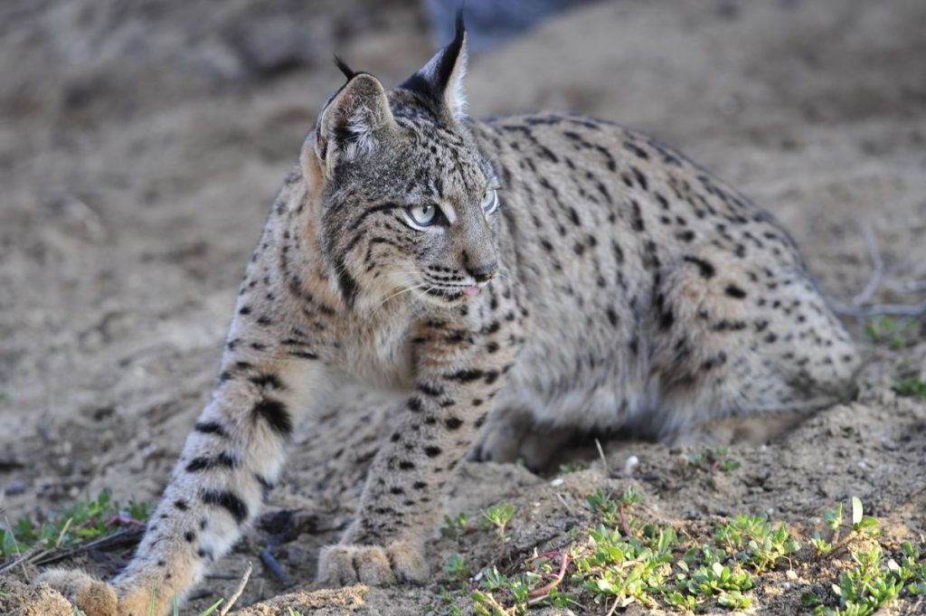 El lince ibérico alcanza su máximo histórico con 1.668 ejemplares