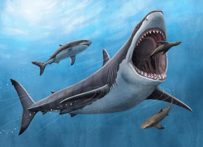 El tiburón megalodón era un depredador de sangre caliente