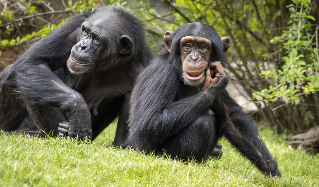 14 julio: Día Mundial del Chimpancé y el Tiburón