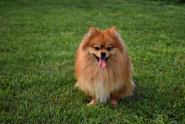 Tiendanimal advierte de la importancia de no rapar a los perros en verano