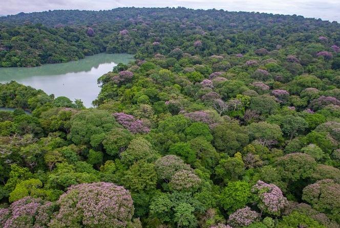 Los árboles tropicales emplean el distanciamiento social para mantener la biodiversidad