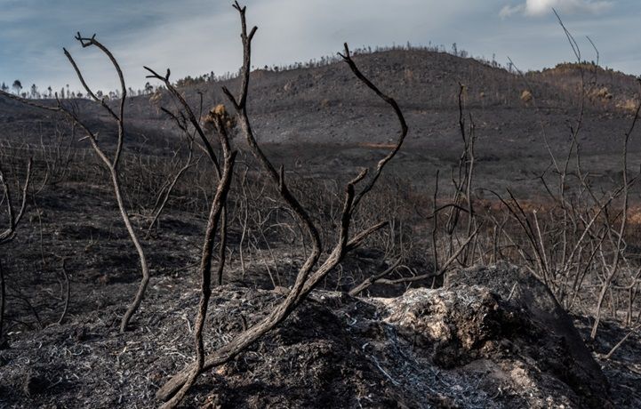 Greenpeace propone al Gobierno destinar 1.000 millones anuales contra los incendios forestales