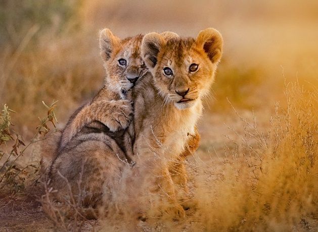 El león africano pierde el 90% de su población en el último siglo