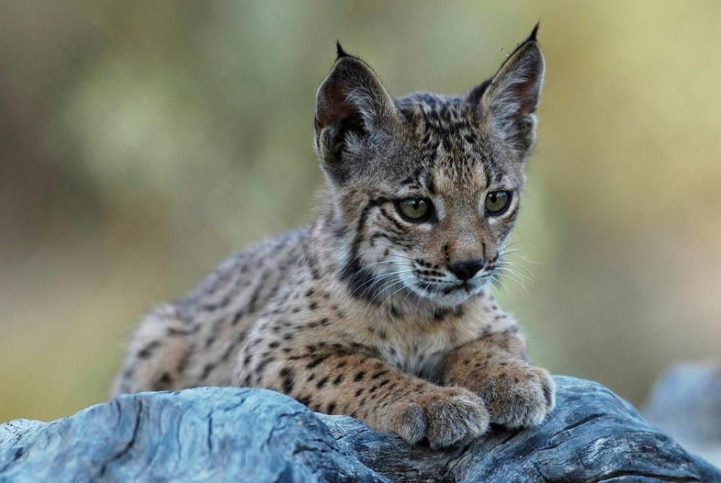 WWF alerta de que un lince ibérico muere cada semana a manos de furtivos