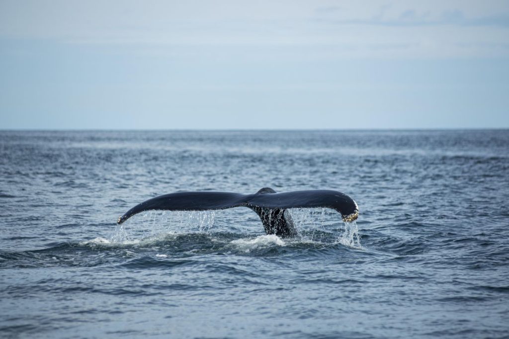 Investigadores utilizan genoma para estudiar población de ballenas jorobadas