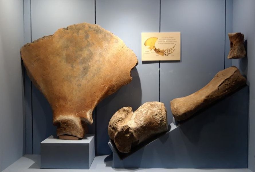 La caza acabó con dos especies de ballena en la Europa atlántica antes del siglo XIX