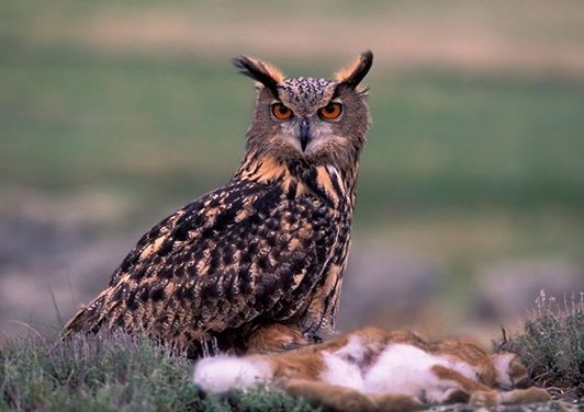 Seguimiento anual de aves comunes en invierno en España