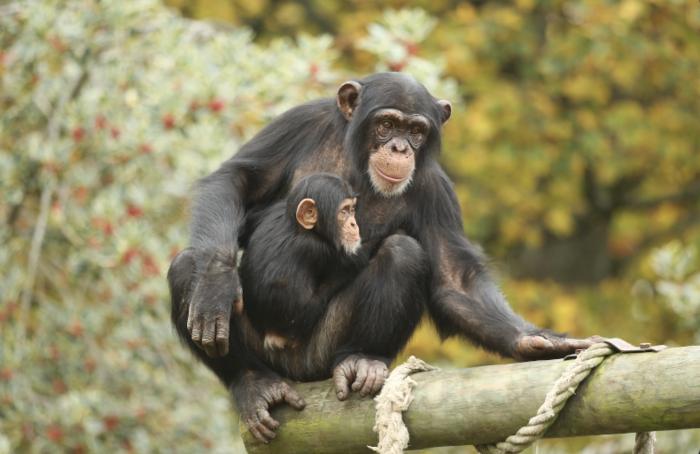 Los simios recuerdan a amigos que no han visto en décadas