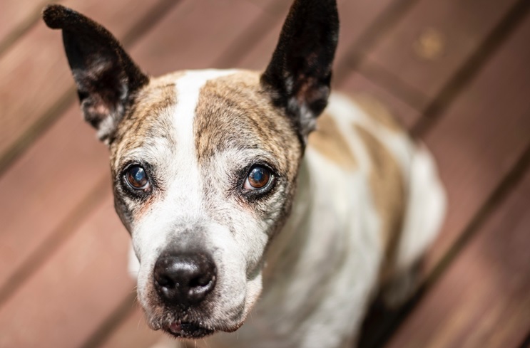 Los perros evolucionaron hacia los ojos marrones por ser más amigables para los humanos
