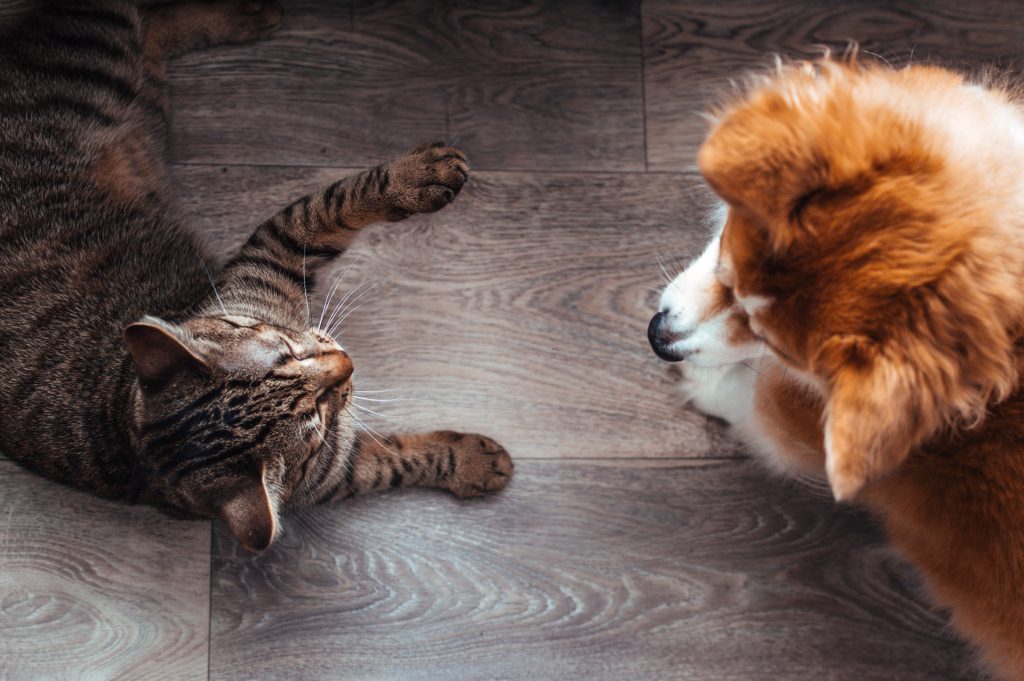 FFW pide no regalar animales esta Navidad y recuerda que el abandono «multiplica el gasto público»