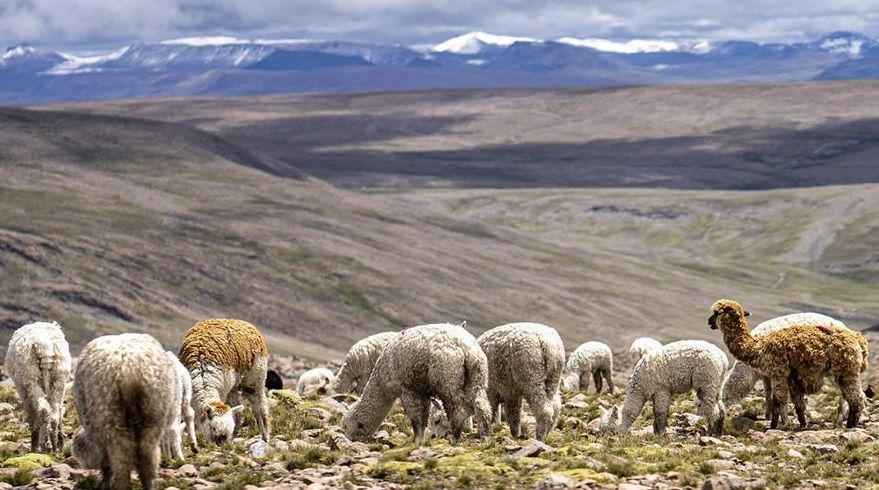 Contaminación amenaza los ecosistemas de montaña