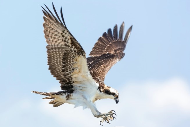 Chile: Entre halcones y palomas