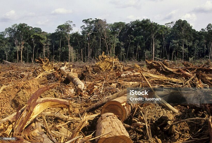 Ley modificada en Perú acelera deforestación y amenaza a defensores indígenas