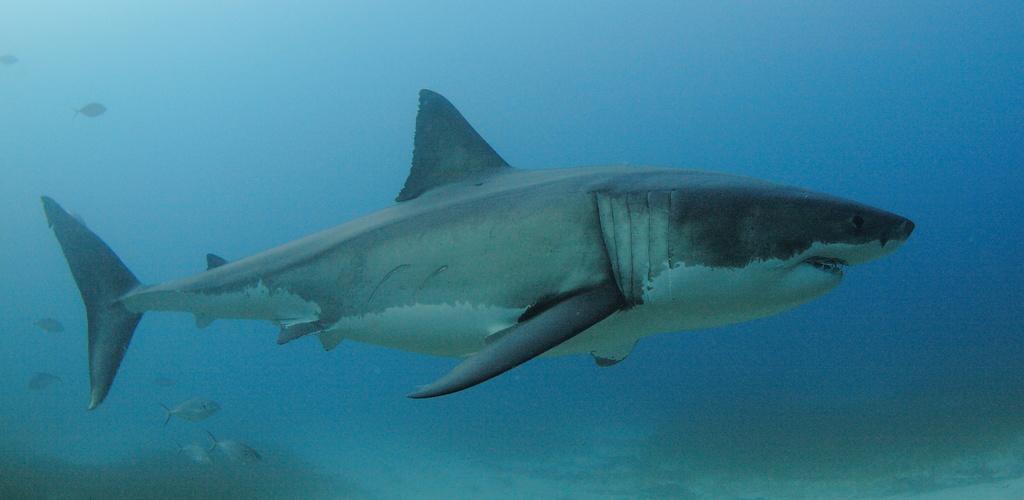 Aumenta el número de muertes por ataques de tiburones en 2023