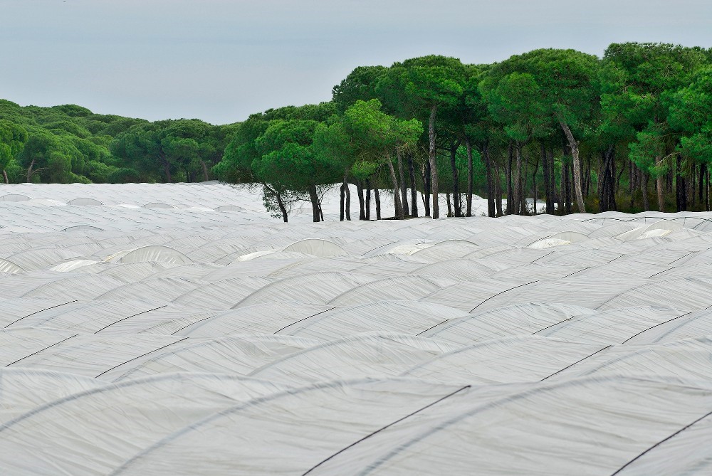 Junta de Andalucía modifica ley forestal con decreto-ley cuestionable, según WWF
