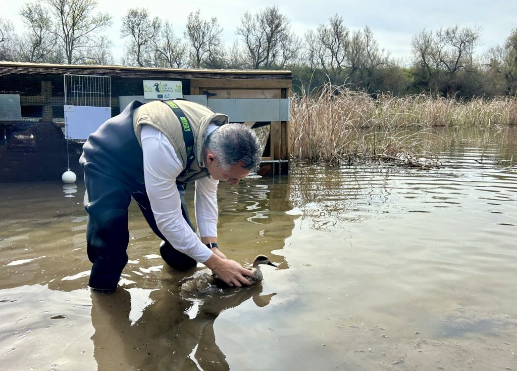 Madrid reintroduce 20 cercetas pardilla en las Lagunas de El Porcal