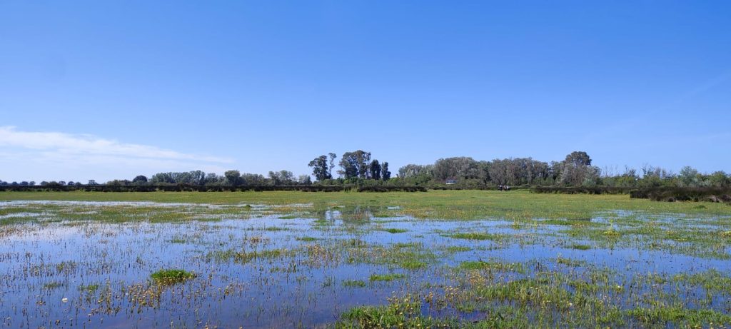 Lluvias récord en Doñana superan ciclos anteriores