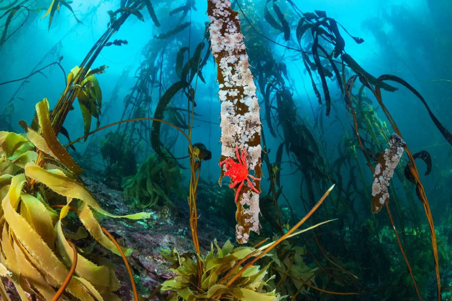 Otro hito a favor de la conservación marina: Campaña Bosques Azules suma miles de seguidores en Redes Sociales