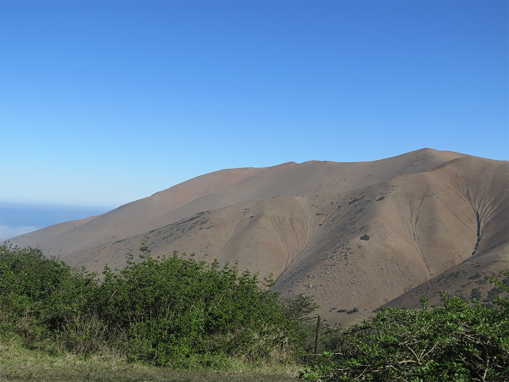 Desarrollan nuevas formas de recuperar bosques tropicales secos en los Andes