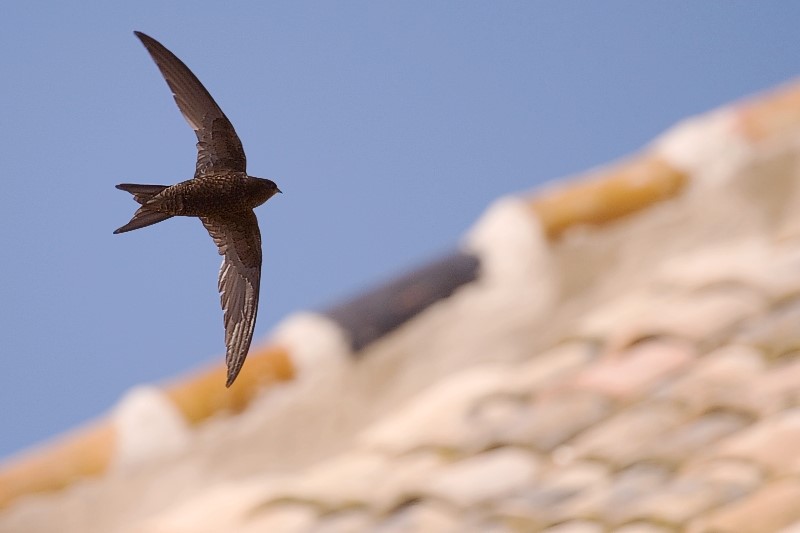 SEO/BirdLife denuncia la continua desaparición de los enclaves de cría de los vencejos