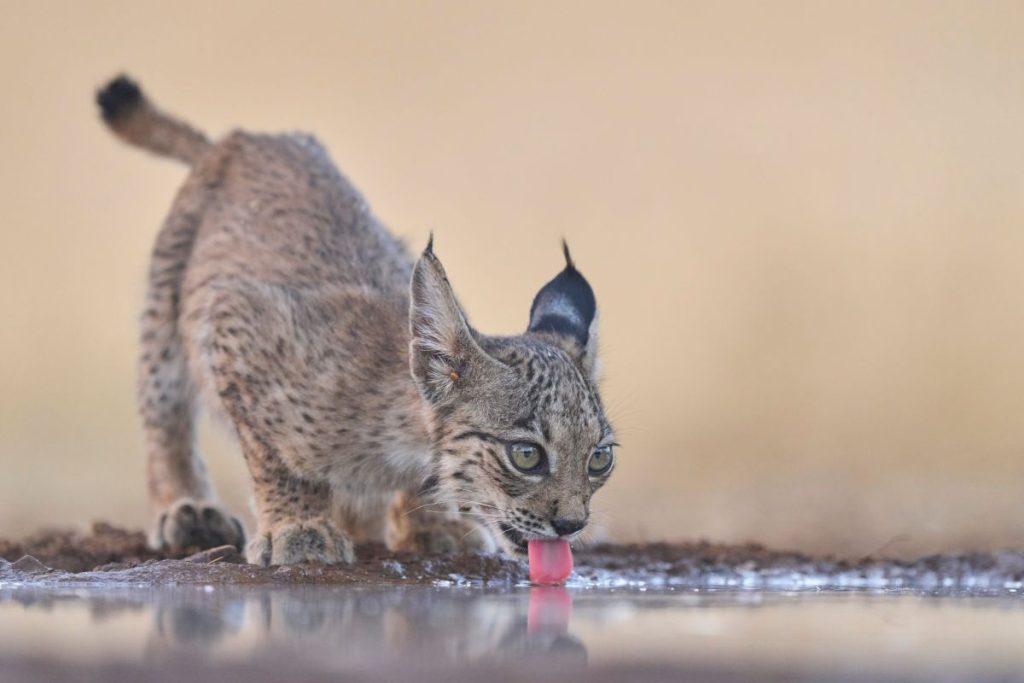 Lince ibérico: camino hacia la recuperación con más de 2.000 ejemplares