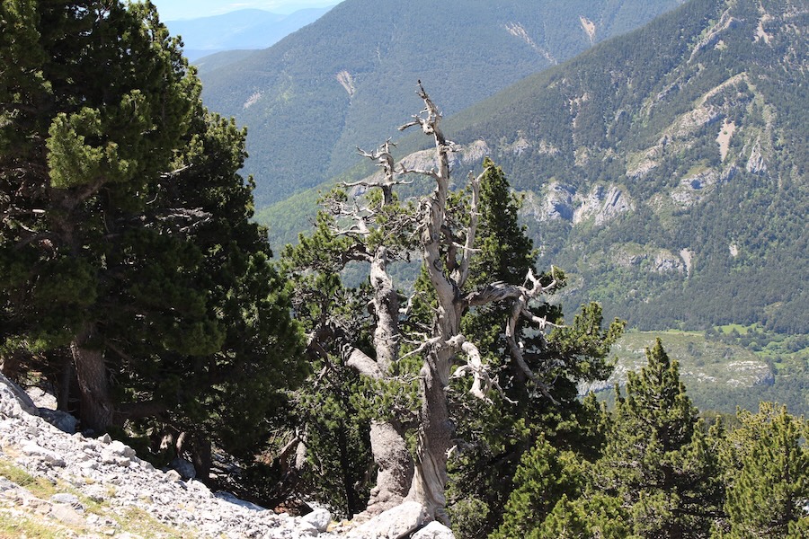 Cambio climático adelanta aparición de fenómenos extremos en Europa
