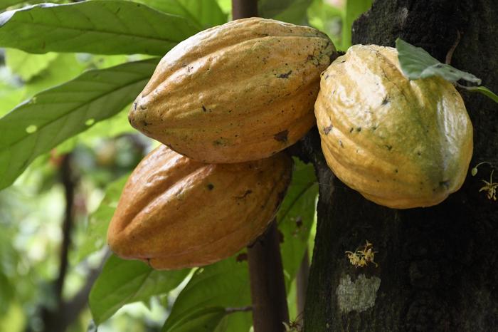 El arbol de Cacao tiene más de 7,5 millones de años