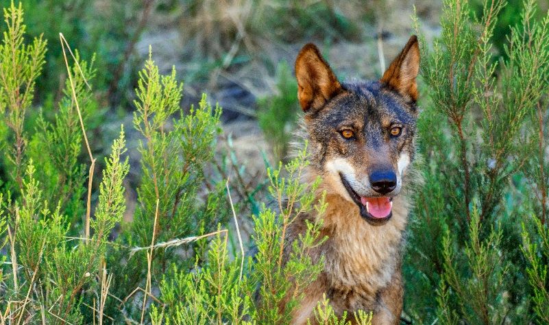 Manifestación por la protección del lobo ibérico