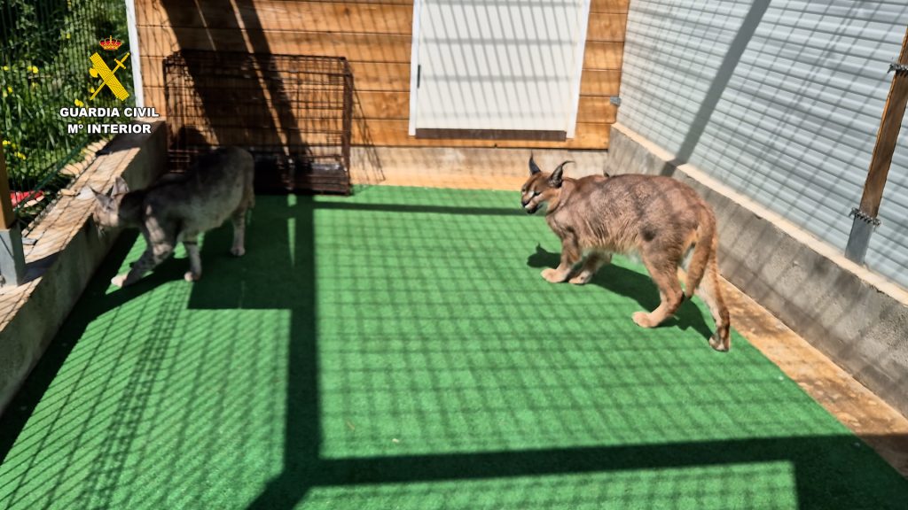 Dos detenidos por venta ilegal de felinos raros