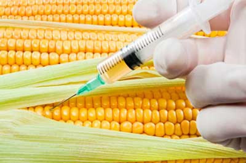 La biodiversidad y la salud pública en riesgo por transgénicos