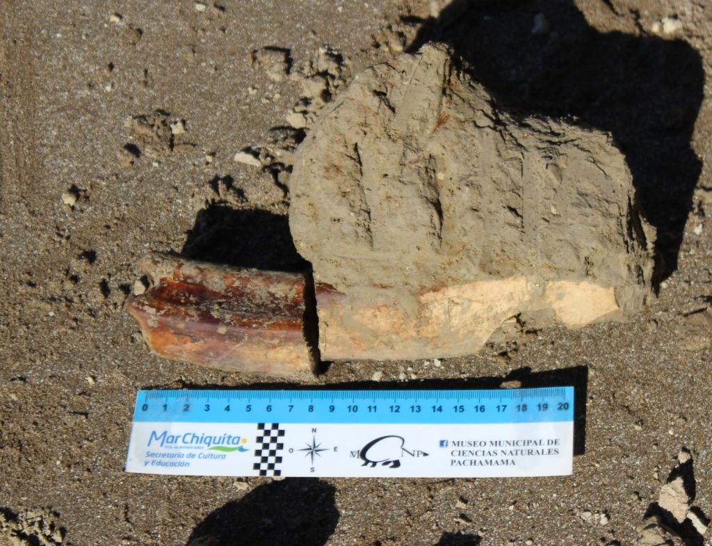 MAR CHIQUITA ARGENTINA – DEVELANDO MISTERIOS PALEONTOLOGICOS