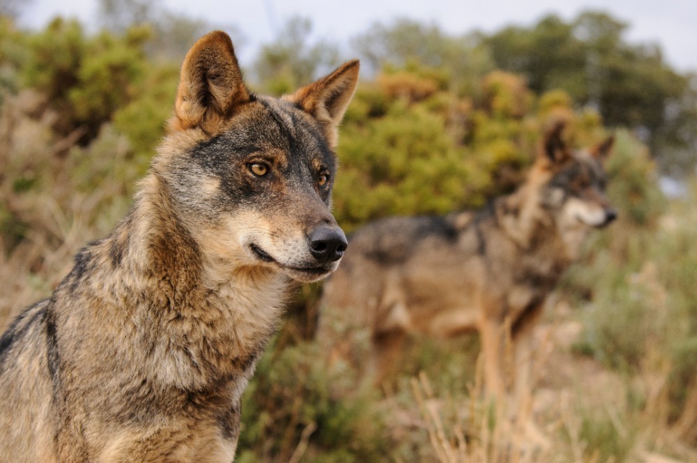 WWF lanza un gran aullido en Madrid para exigir la protección del lobo ibérico