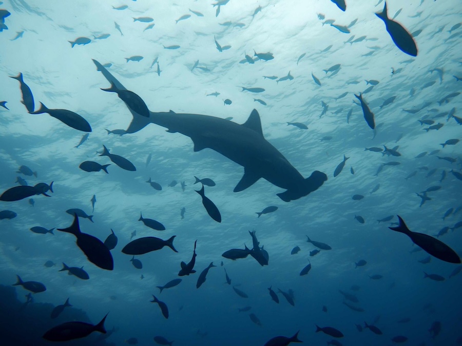 México cumple sus obligaciones internacionales de protección para los tiburones del Atlántico